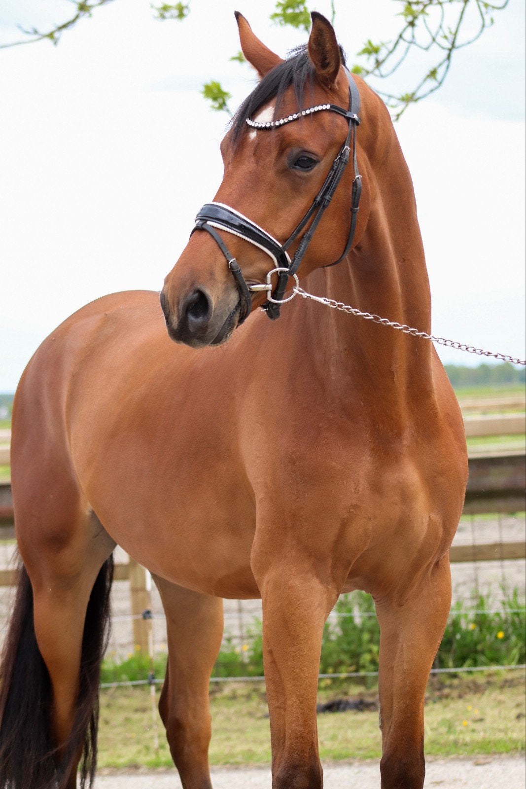 Onwijs lieve knappe 4 jarige ruin van mclaren old, Dieren en Toebehoren, Paarden, 175 cm of meer, Met stamboom, Ruin, Dressuurpaard