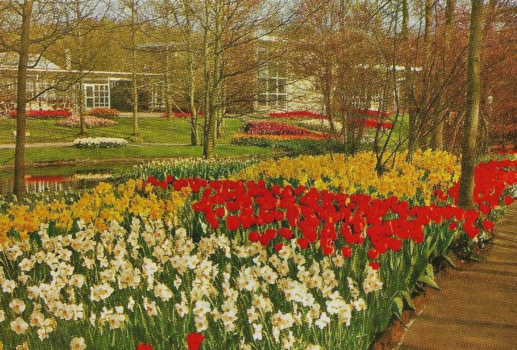 Ch872 ongelopen ansichtkaart keukenhof lisse, Ophalen of Verzenden, 1980 tot heden