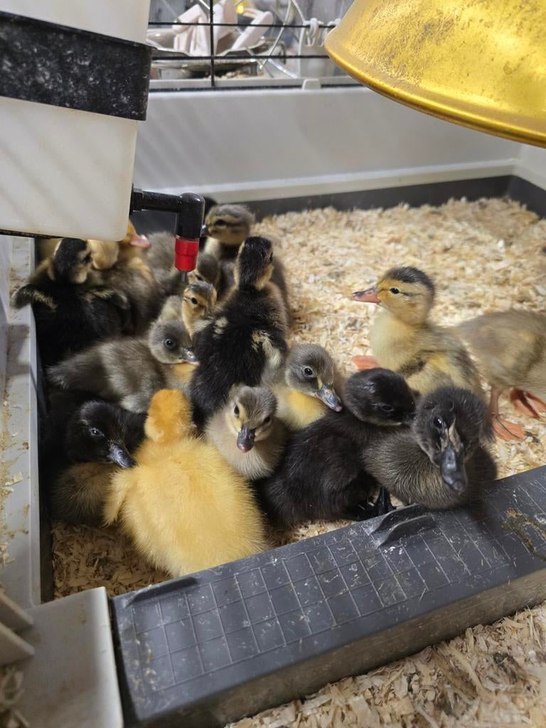 Verschillende kleuren loopeenden kuikens en cayuga, Dieren en Toebehoren, Pluimvee, Meerdere dieren, Eend