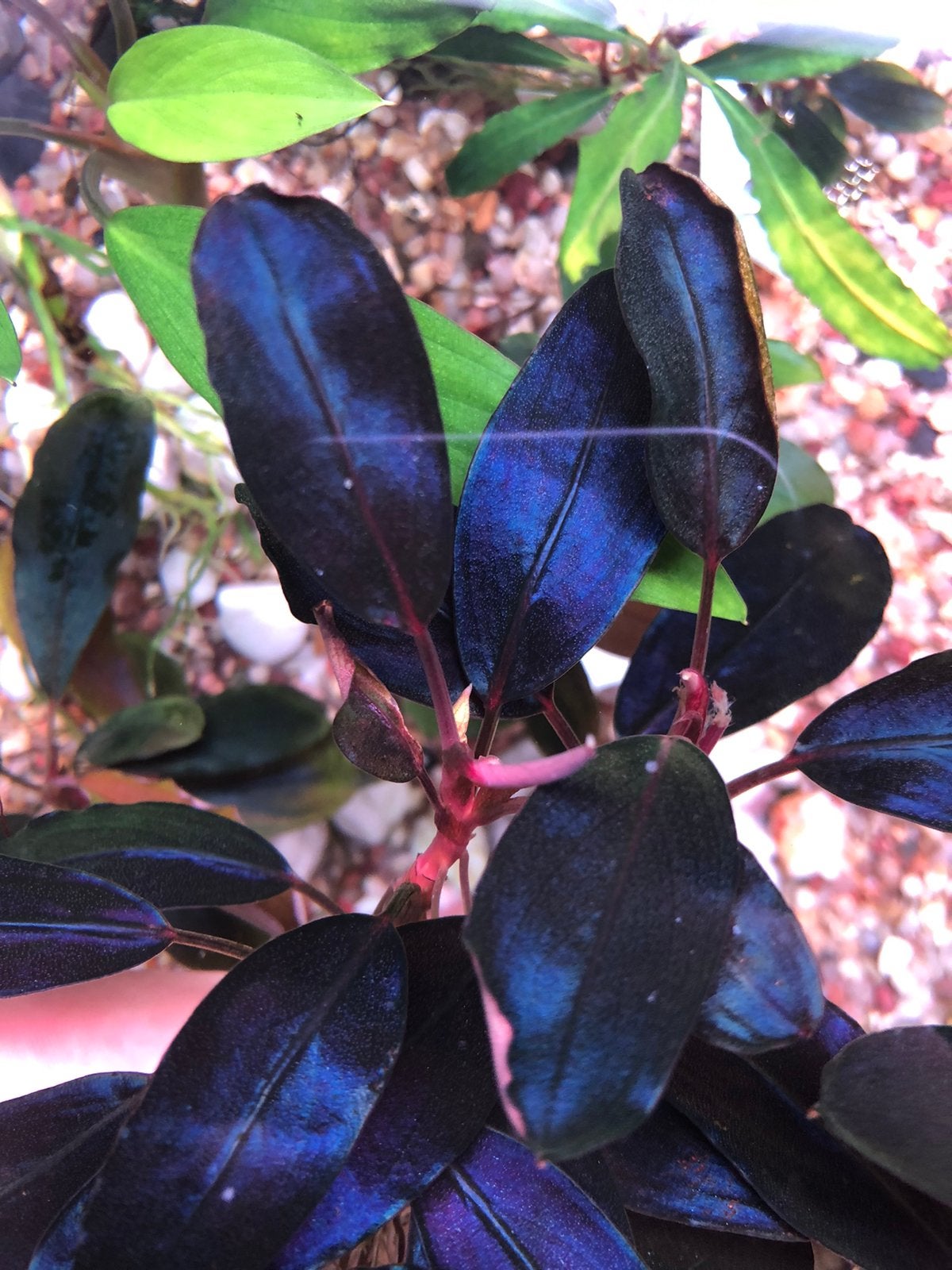 Bucephalandra Midnight Blue, Dieren en Toebehoren, Ophalen of Verzenden, Plant(en), Steen of Hout