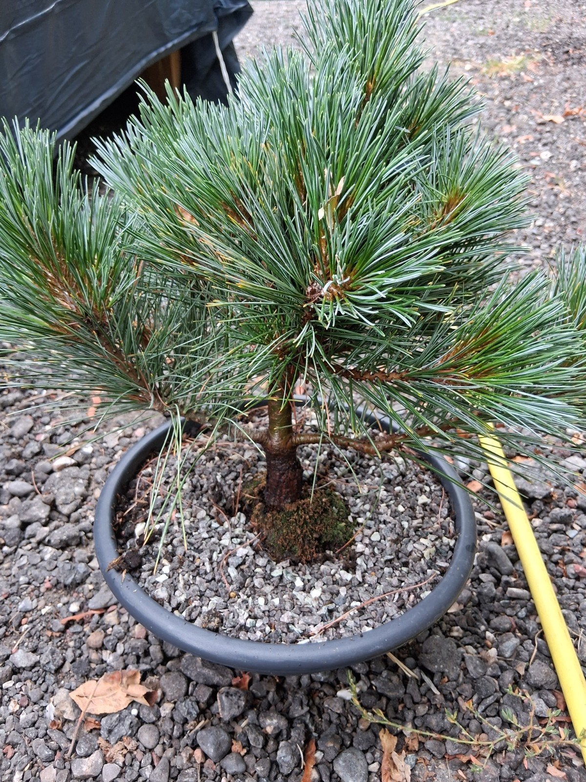 Pre bonsai pinus, Tuin en Terras, Ophalen, Bloeit niet, Halfschaduw, Overige soorten