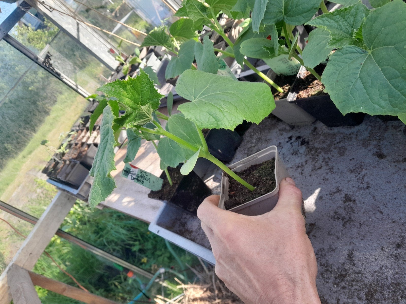 Komkommerplanten augurkplanten, Ophalen, Minder dan 100 cm, Overige soorten, Zomer