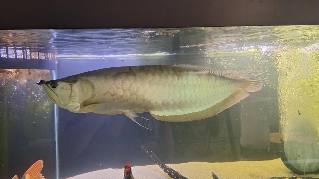Arowana zilver 65/70 cm T.E.A.B., Ophalen of Verzenden, Overige typen