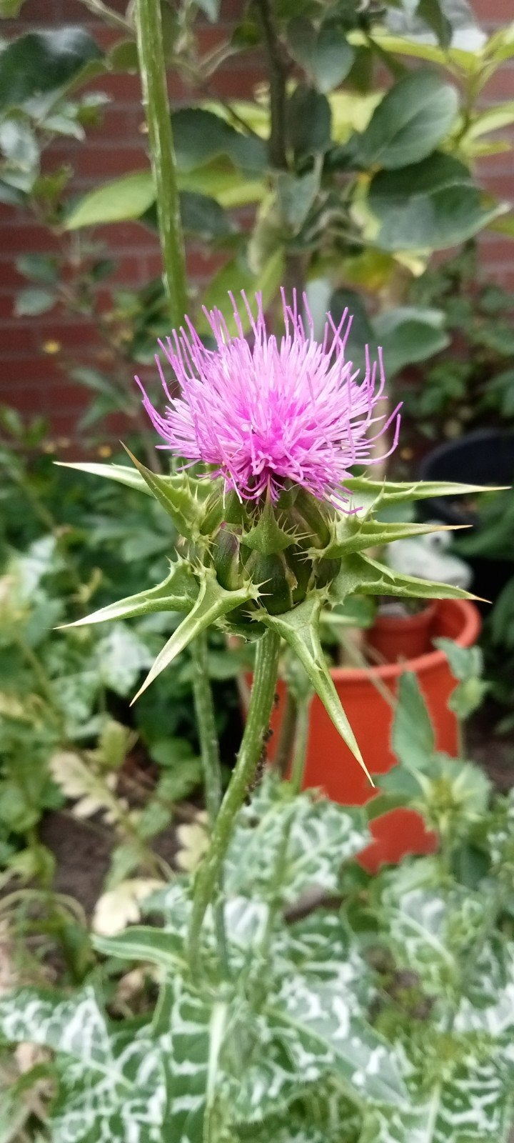 Silybum marianum - Mariadistel zaden, Ophalen of Verzenden, Voorjaar, Volle zon, Zaad
