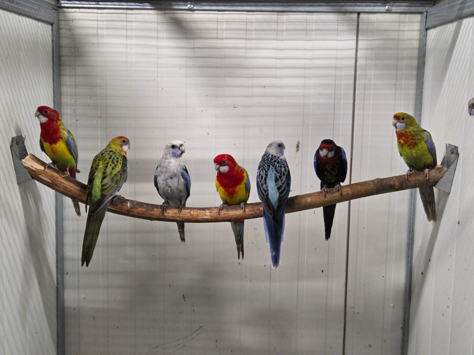 Rosella mutaties, Dieren en Toebehoren
