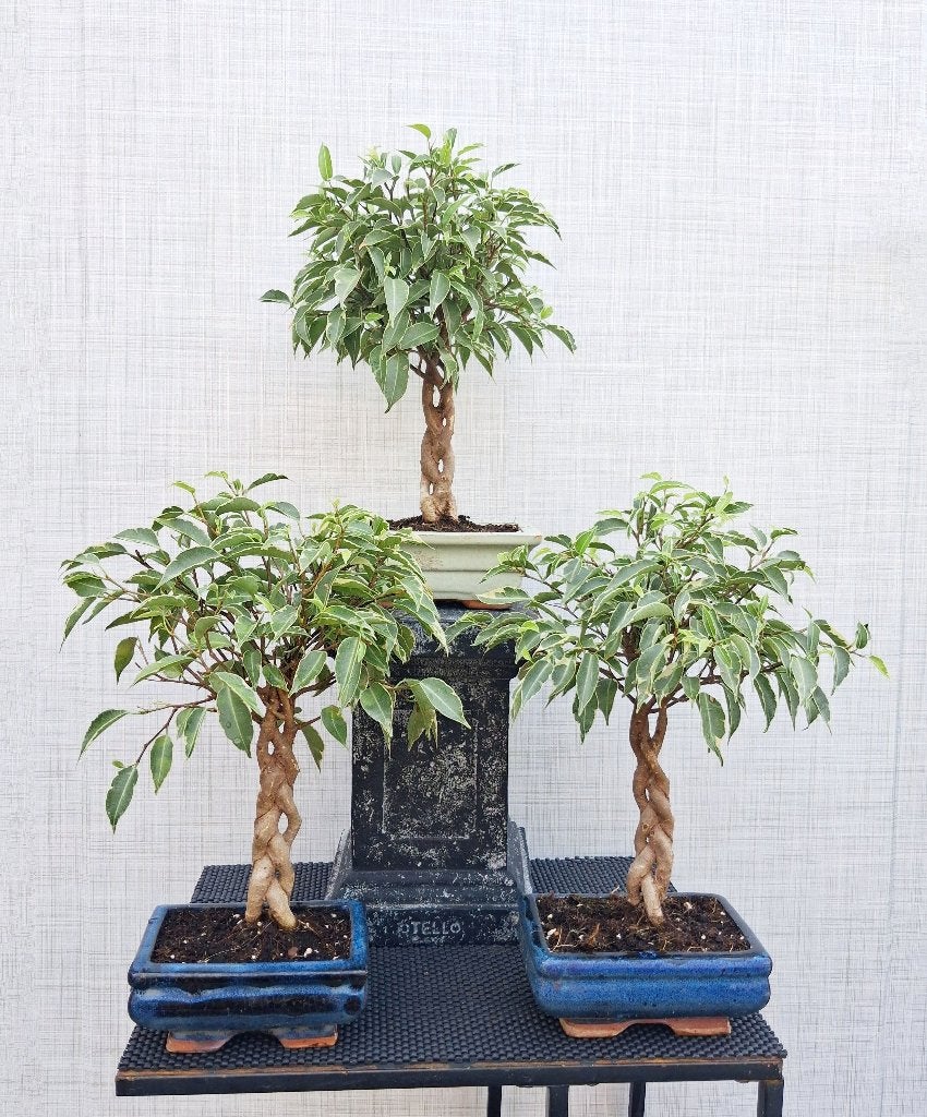 3 Gevlochten Ficus Kumani Nina Bonsai, In pot, Bloeit niet, Halfschaduw, Minder dan 100 cm