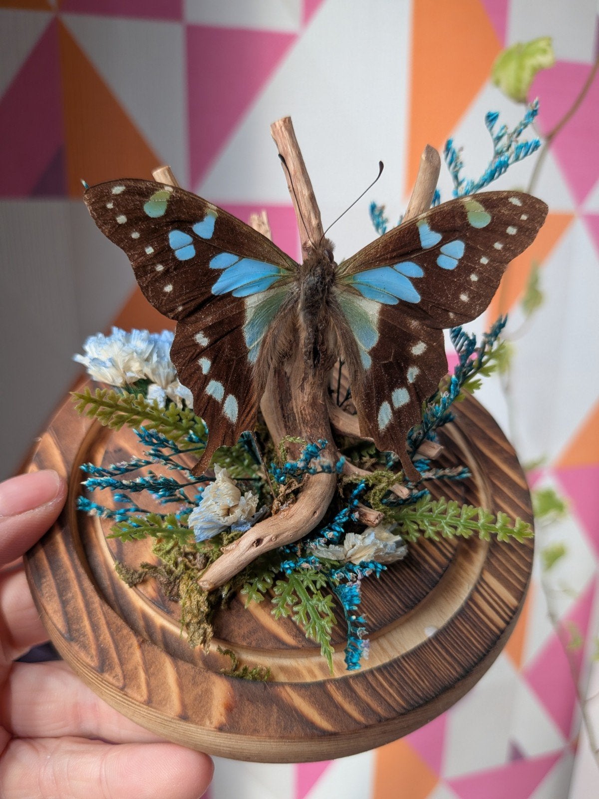 Opgezette vlinder in glazen stolp - Graphium weiskei, Ophalen of Verzenden, Nieuw, Insect, Opgezet dier