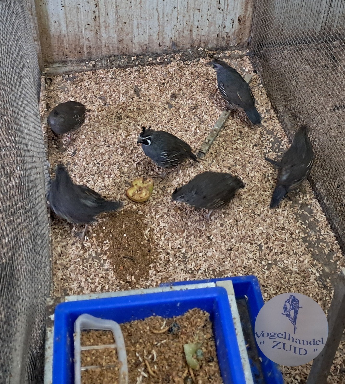 1-1 Californische kuifkwartel, Dieren en Toebehoren, Vogels | Overige Vogels, Meerdere dieren, Tropenvogel, Geringd