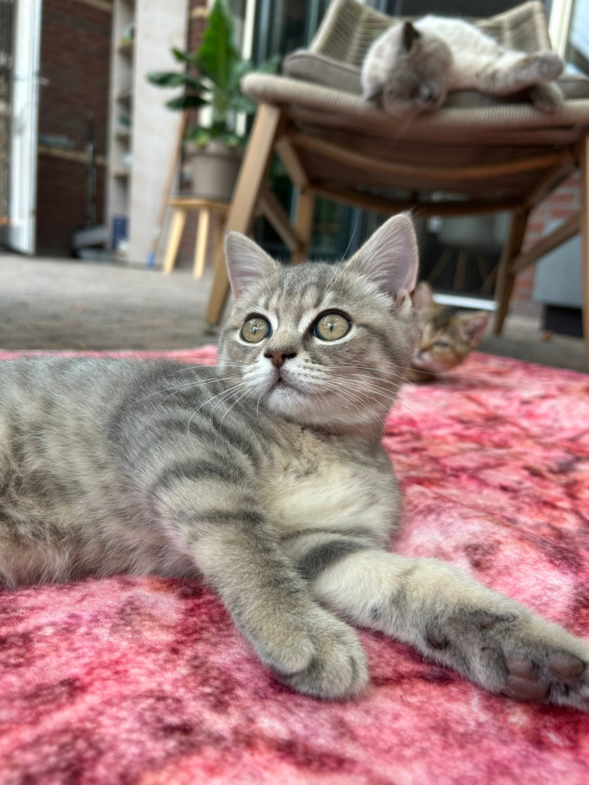Britse korthaar kittens lilac tabby en golden shaded, Meerdere dieren, Ontwormd, 0 tot 2 jaar