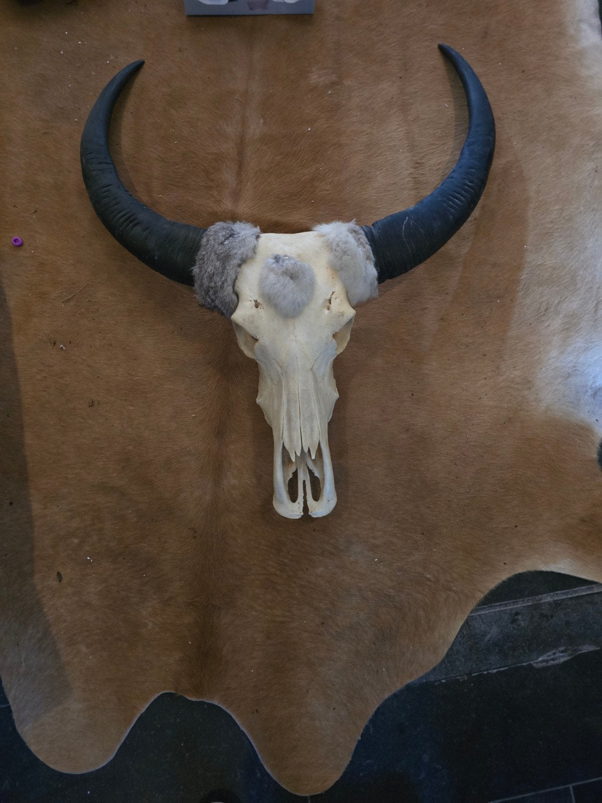 Decoratieve buffelschedel met hoorns, Ophalen, Gebruikt, Boerderijdier, Schedel