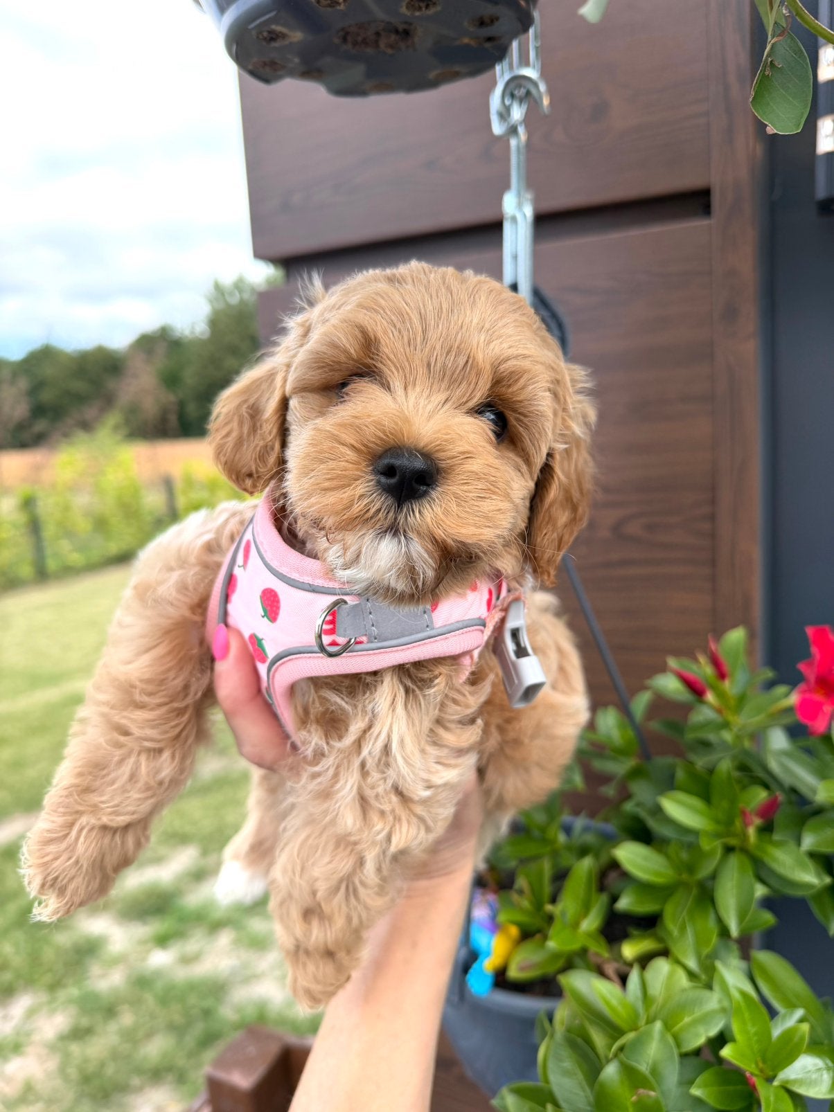 Gezonde maltipoo pups uit geteste ouders, Parvo, Overige rassen, 8 tot 15 weken, Meerdere