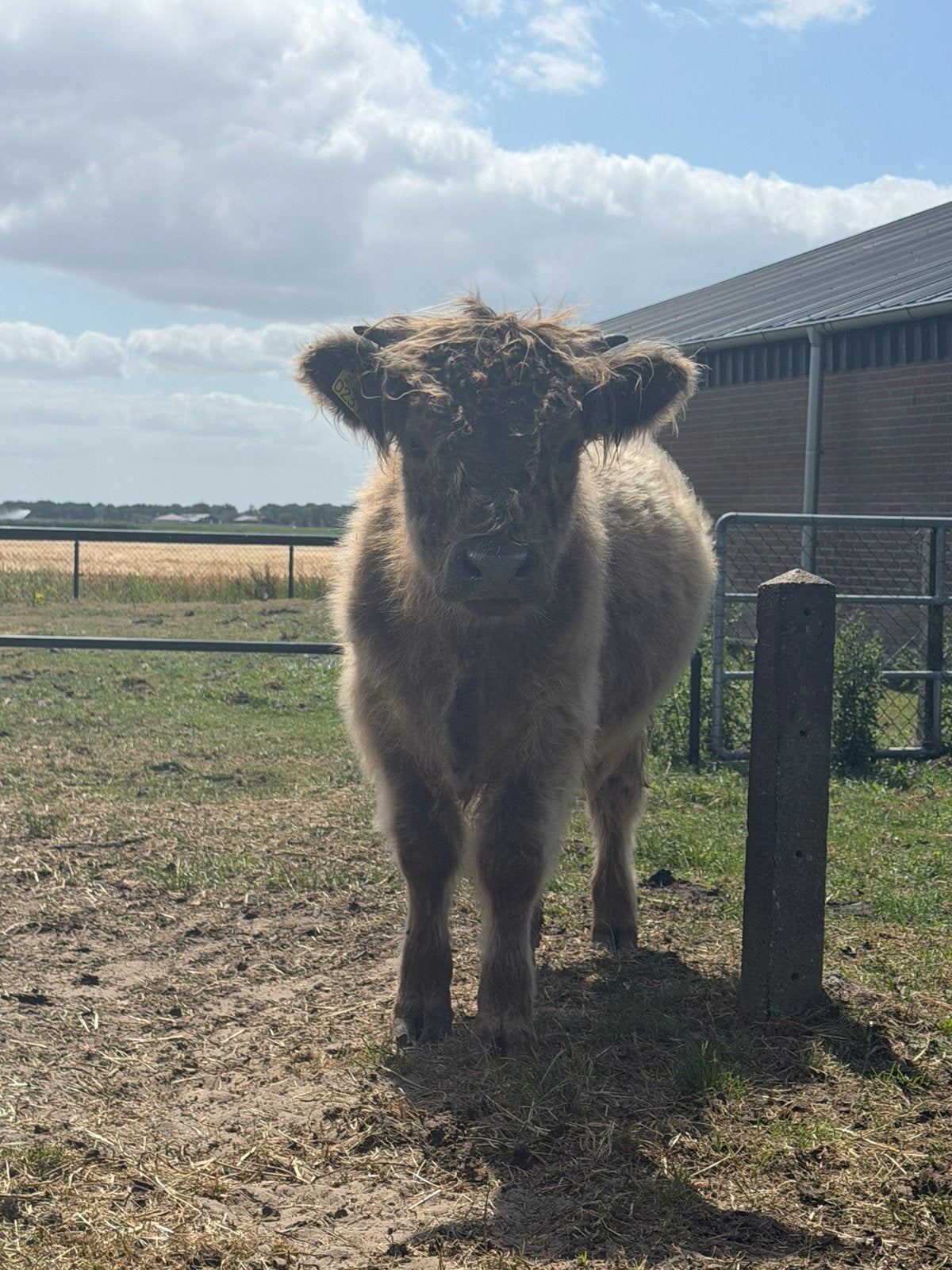 Galloway stier, Ophalen