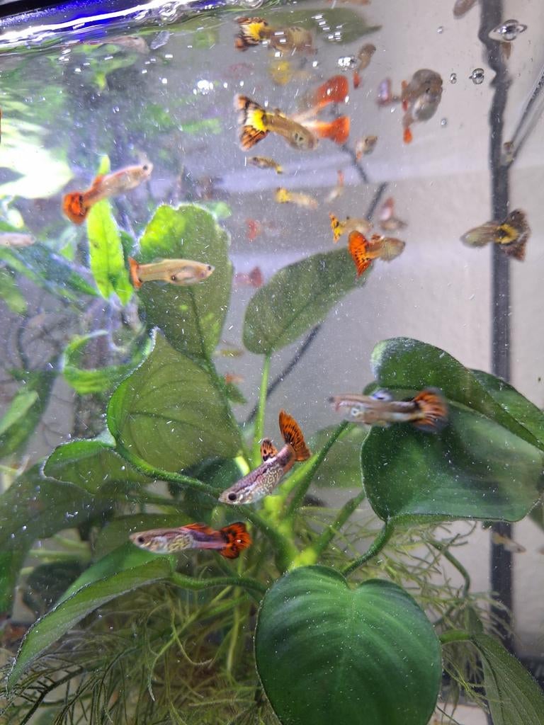 Vissen, Guppen, snakeskin guppy diverse, Dieren en Toebehoren, Vis, Zoetwatervis, Schoolvis