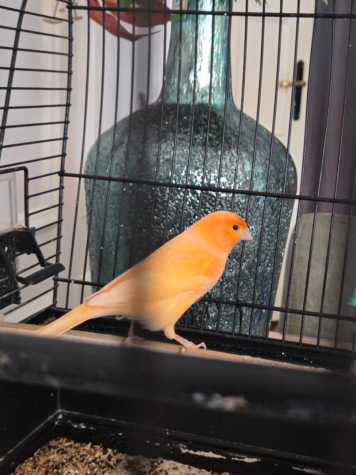 Kanarie man met kooi fluit mooi, Dieren en Toebehoren, Vogels | Kanaries, Mannelijk, Zangkanarie