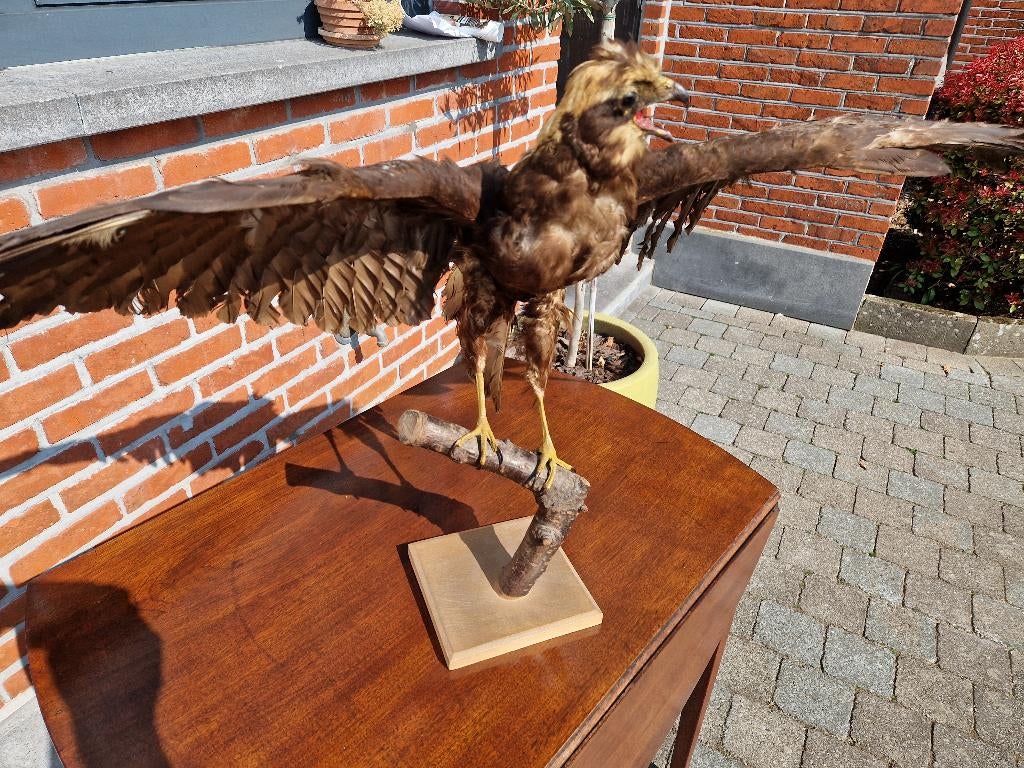 Taxedermie opgezette Roofvogel, Verzamelen, Dierenverzamelingen, Ophalen of Verzenden, Zo goed als nieuw, Vogel, Opgezet dier