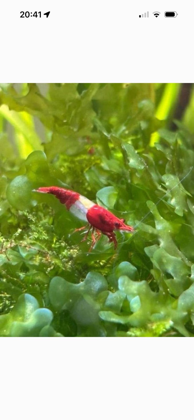 Rode rilis neocaridina garnalen high grade, Dieren en Toebehoren, Vissen | Aquariumvissen, Kreeft, Krab of Garnaal
