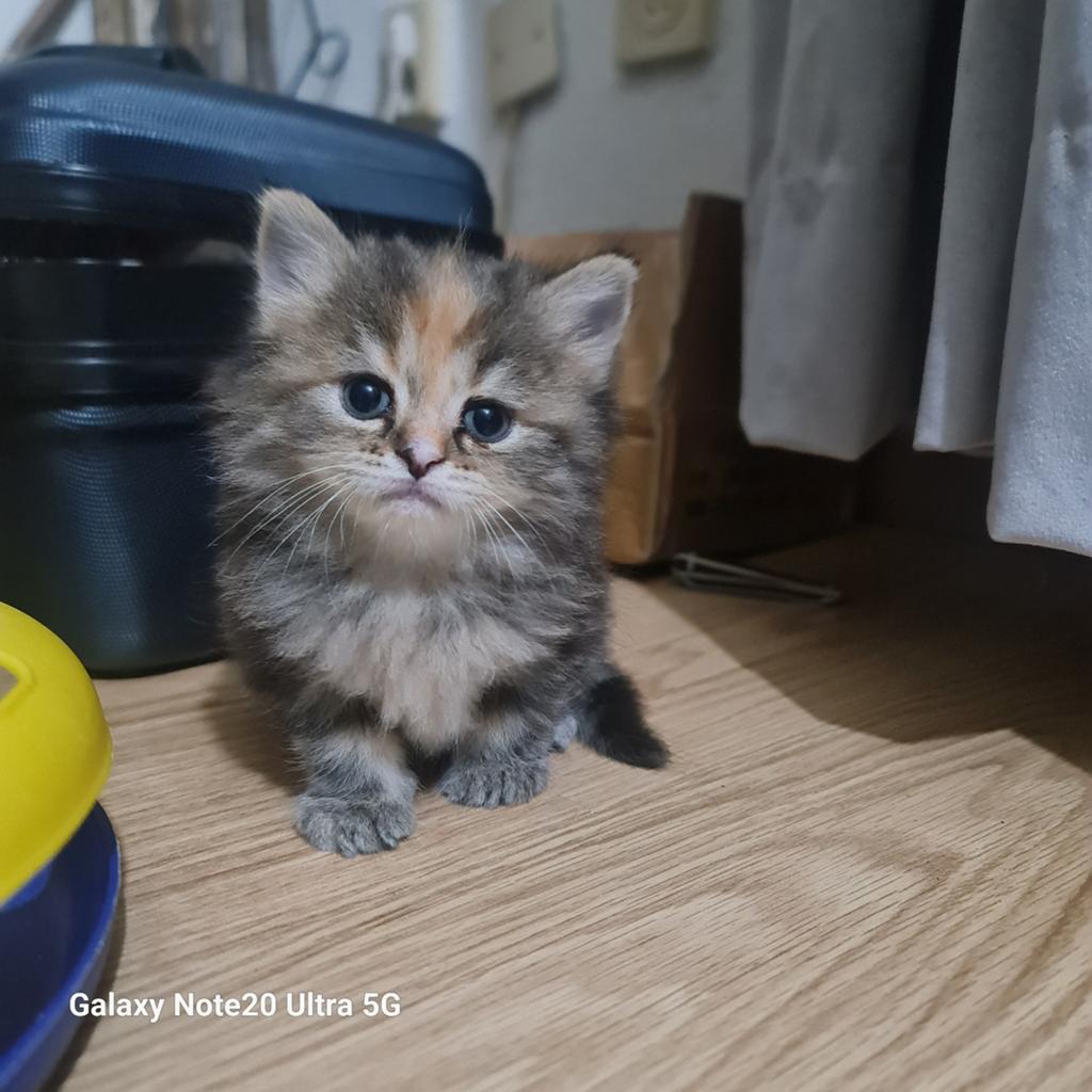 Kittens, Dieren en Toebehoren, Katten en Kittens | Raskatten | Langhaar, Meerdere dieren