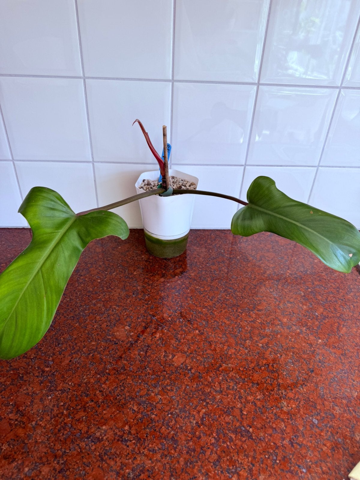 Philodendron florida bronze, Huis en Inrichting, Kamerplanten, Ophalen, Halfschaduw, Minder dan 100 cm