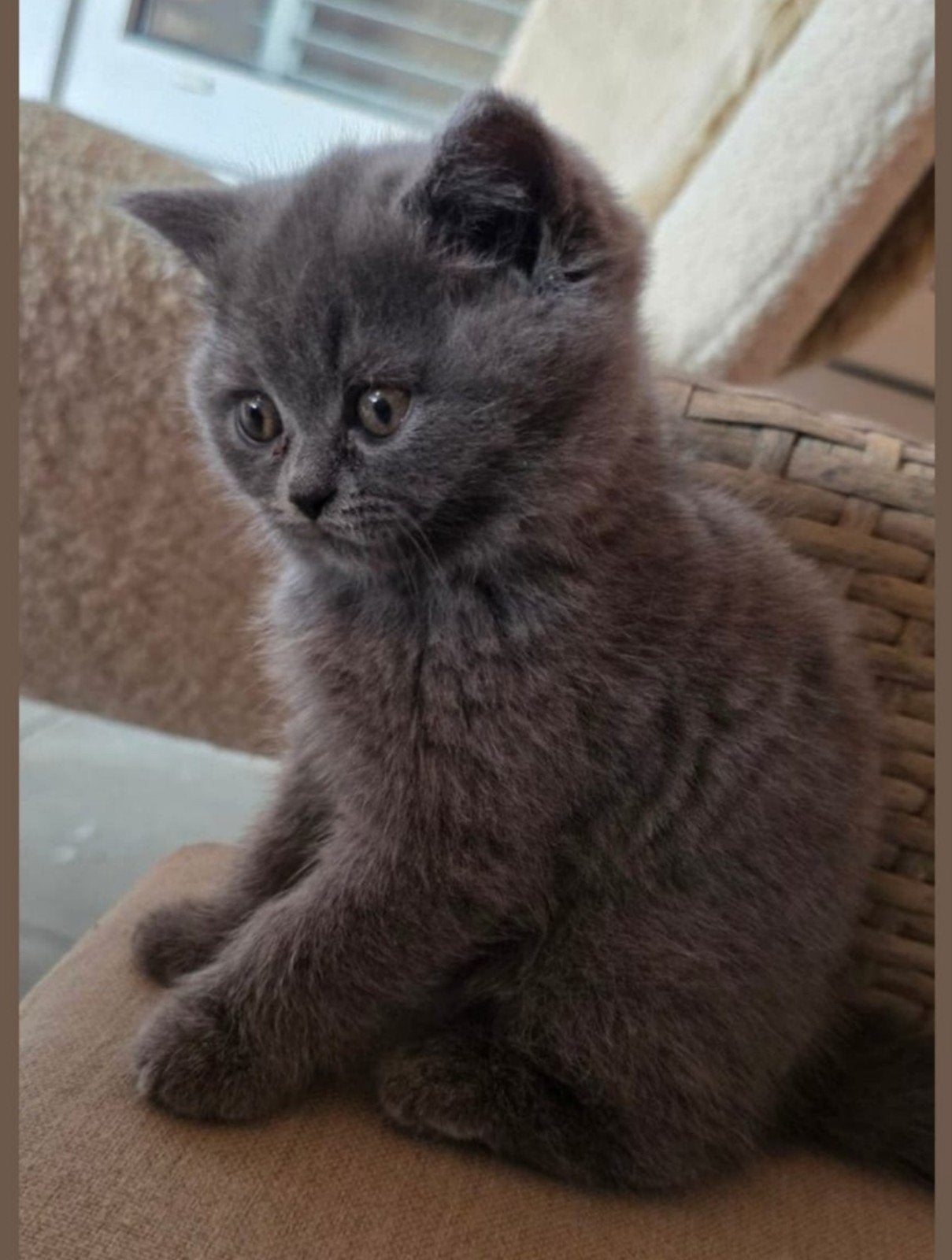 Nog 1 britse korthaar  ( meisje), Dieren en Toebehoren, Katten en Kittens | Raskatten | Korthaar, Poes