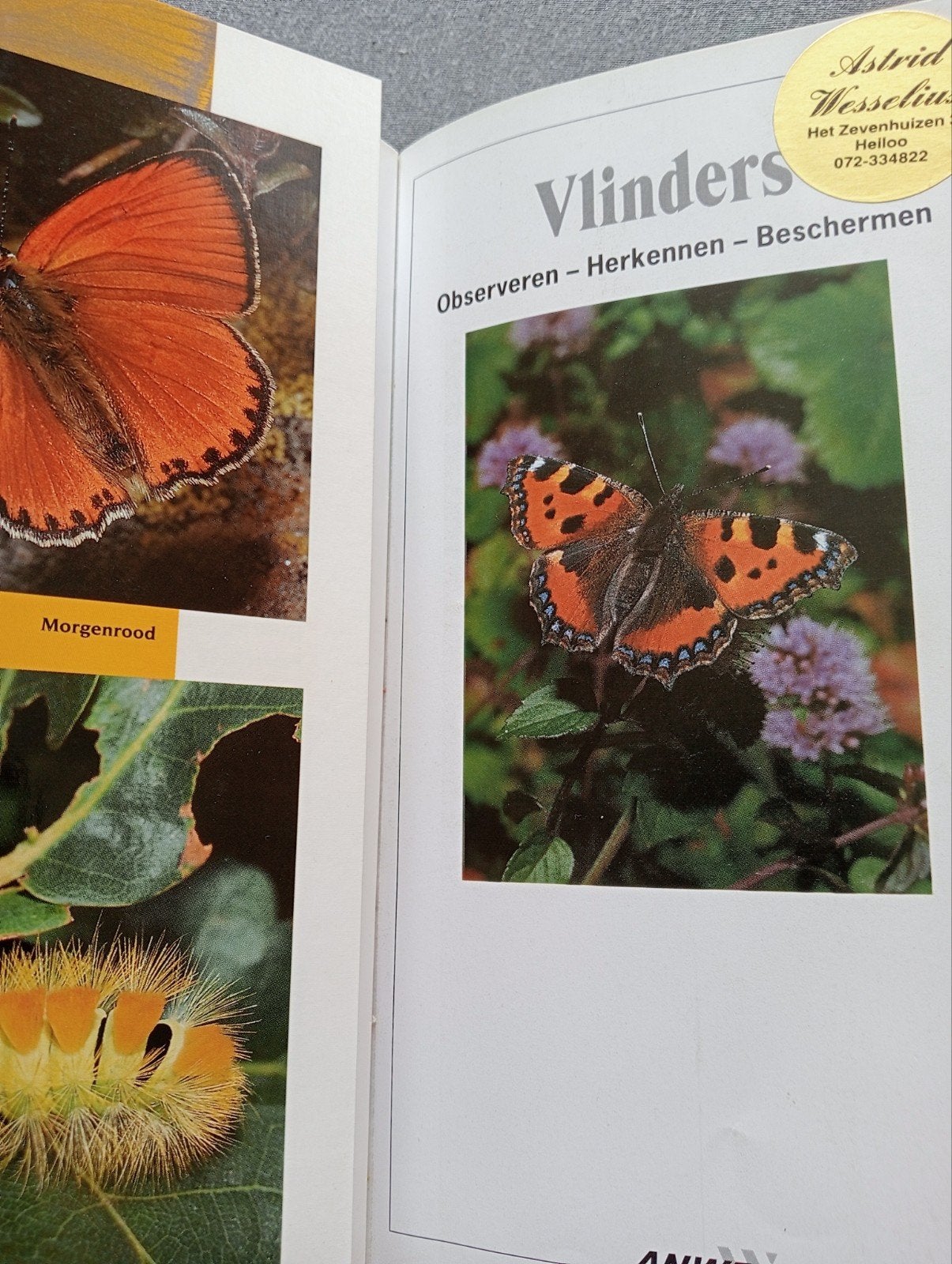 ANWB Natuurgids Vlinders van Europa, Ophalen of Verzenden, Gelezen, Natuur algemeen, Onbekend