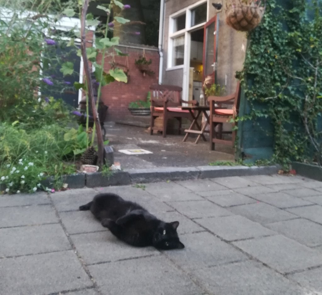Herenkat Drogo zoekt stabiel thuis, Kater, Gechipt, 6 jaar of ouder