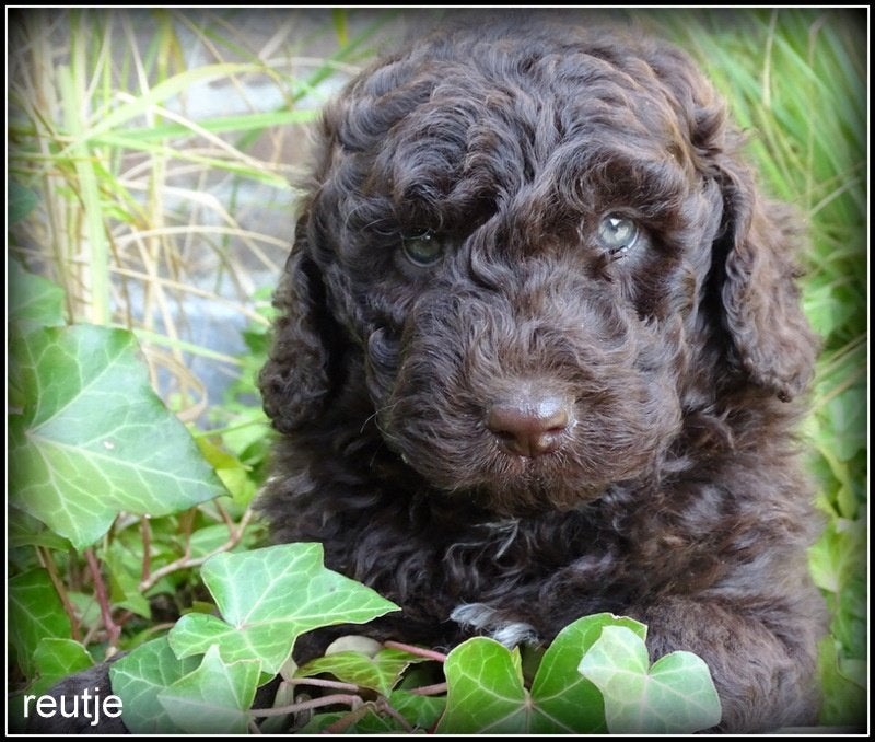 Mini Labradoodle pups F4, Nederland, Parvo, Overige rassen, 8 tot 15 weken