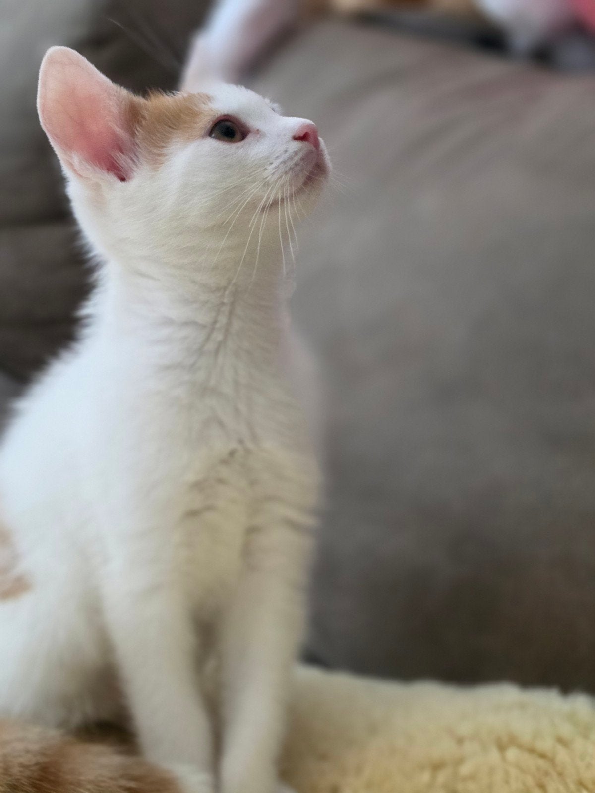 Kittens te koop!, Dieren en Toebehoren, Katten en Kittens | Overige Katten, Kater, Kortharig, 0 tot 2 jaar