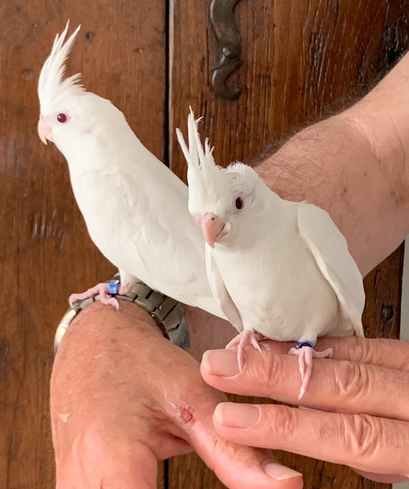 Tamme albino valkparkieten., Dieren en Toebehoren, Meerdere dieren, Parkiet, Tam