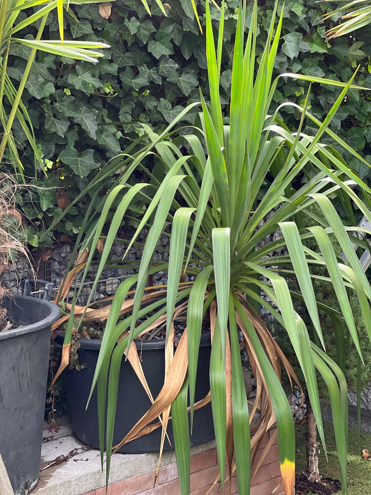 Yucca plant in pot - Ideaal voor tuin of terras, Volle zon, Vaste plant, Bloeit niet, Ophalen