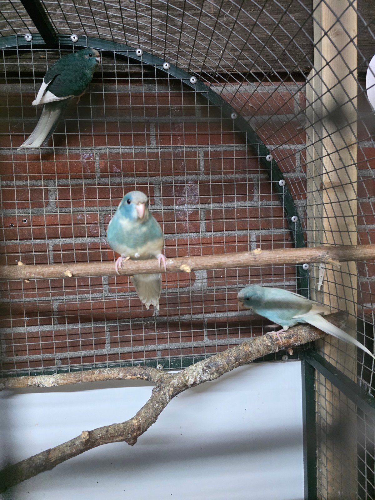 jonge kakarikis blauw, Dieren en Toebehoren, Meerdere dieren, Dwergpapegaai of Agapornis