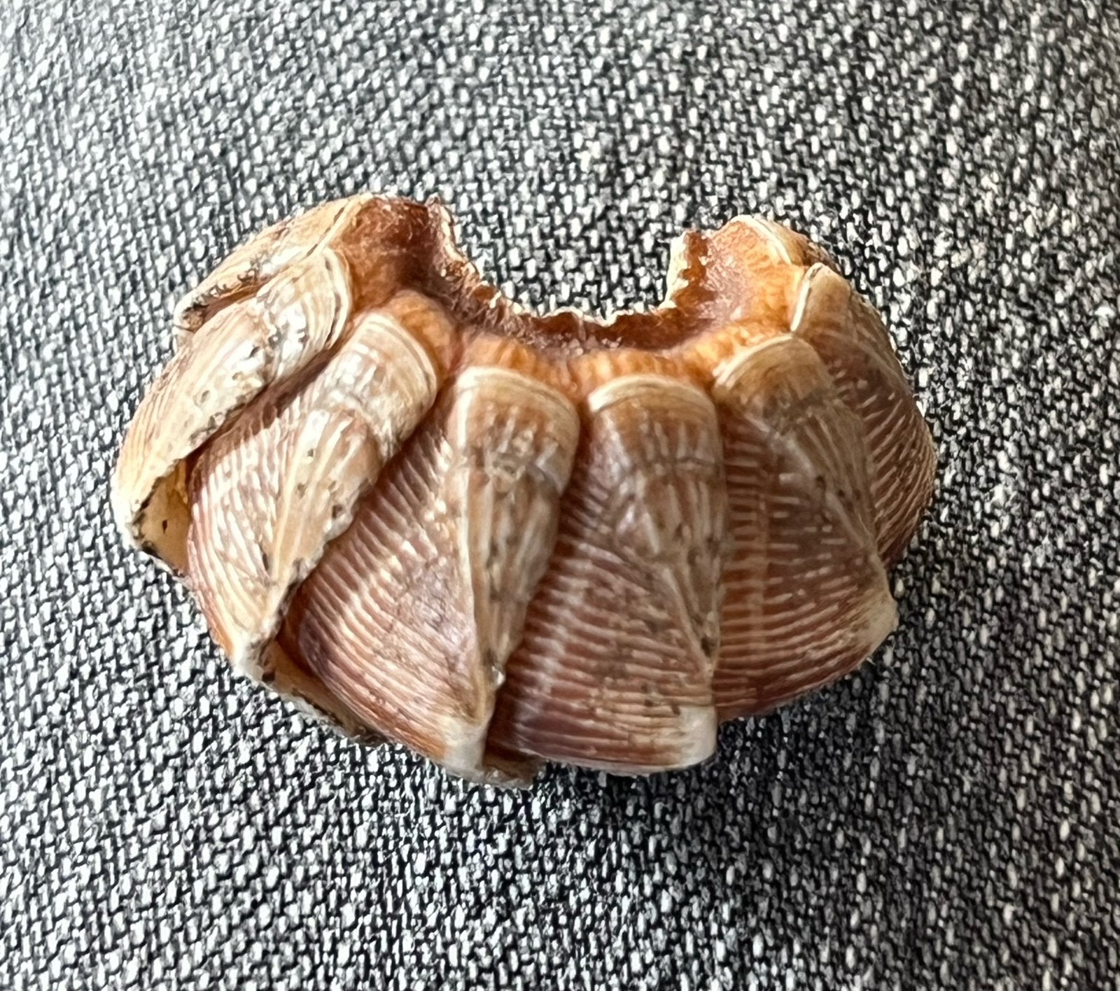 Kleine heel bijzondere schelp. Zie foto’s., Verzenden, Schelp(en)