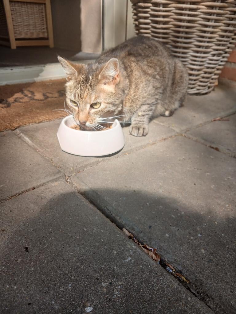 Lieve poes!, Dieren en Toebehoren, Poes, Ontwormd, 6 jaar of ouder