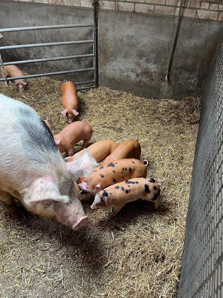Te koop biggen, Dieren en Toebehoren, Mannelijk, Varken, 0 tot 2 jaar