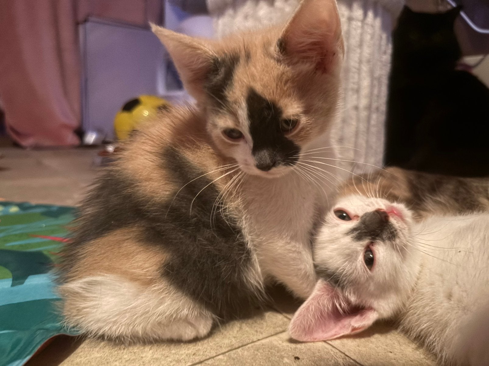 Mix kittens moeten met spoed weg., Meerdere dieren, Kortharig, 0 tot 2 jaar