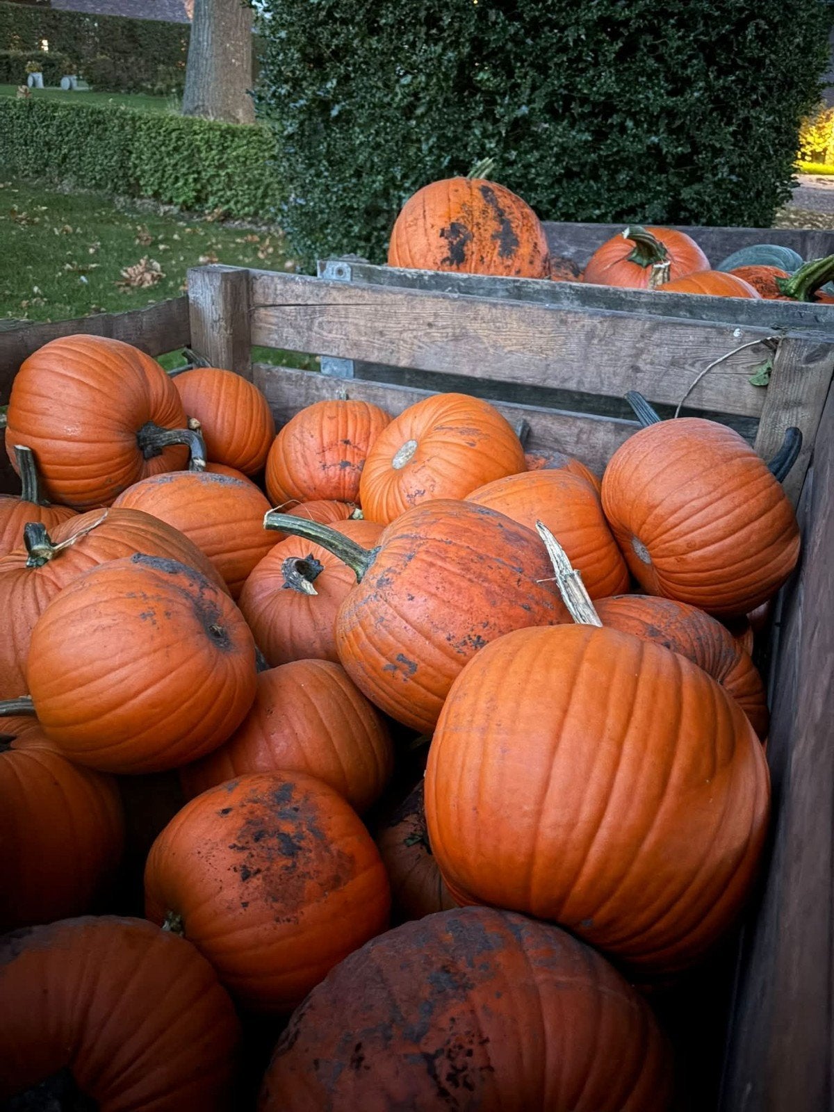 Halloween pompoenen in verschillende maten met uitsnijset, Ophalen