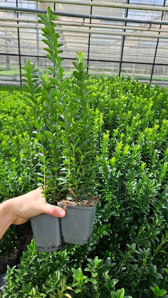 Euonymus Green Spire - Super - Buxus vervanger - haagplant, Tuin en Terras, Ophalen of Verzenden, Overige soorten, Haag, Minder dan 100 cm