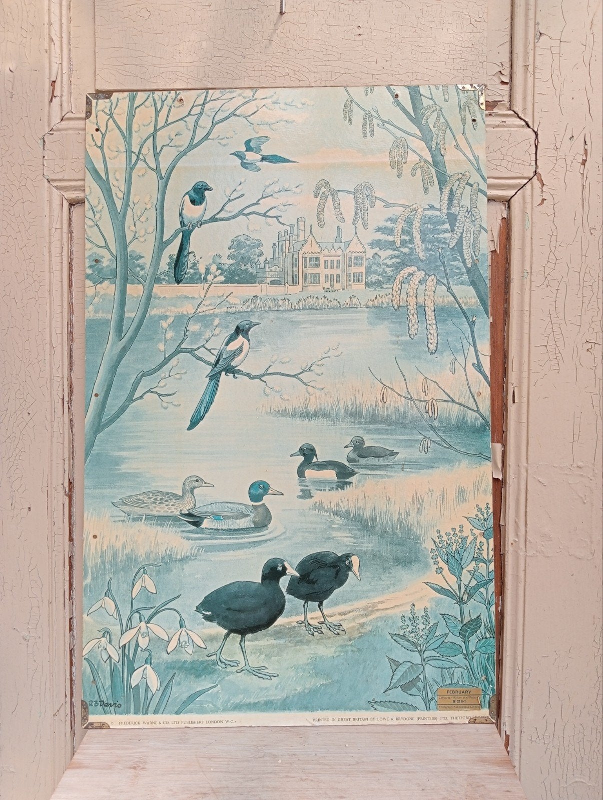 Dubbelzijdige Engelse schoolplaat Frederick Warne - Natuur &, Ophalen of Verzenden