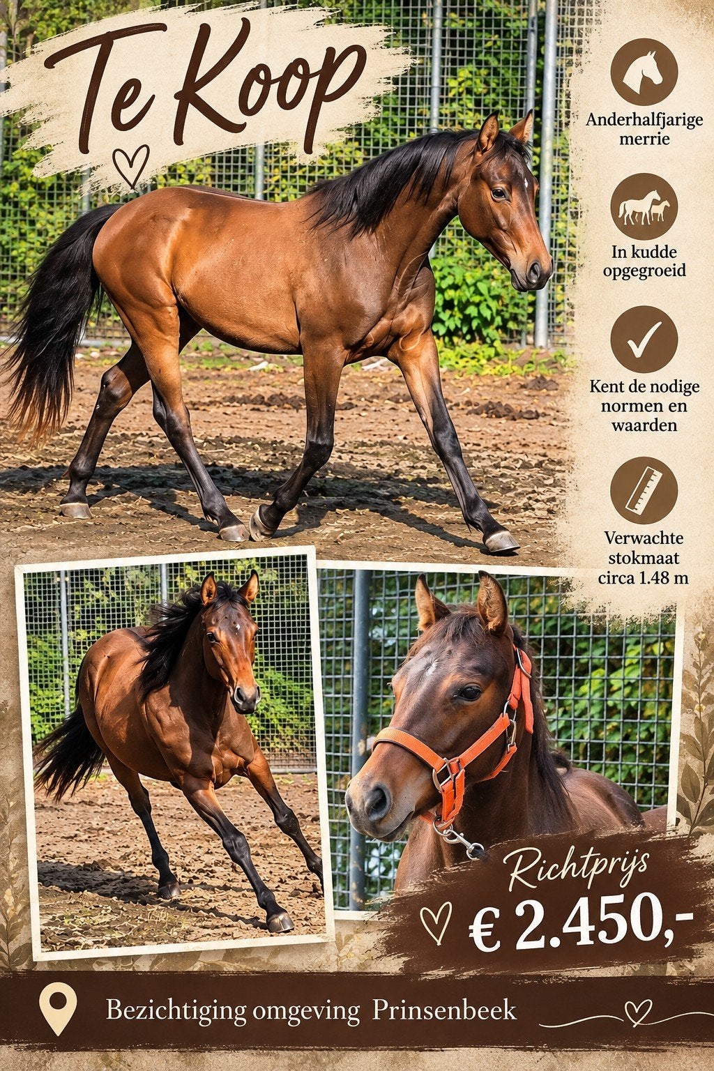 1½ jarige quarter horse merrie , leerpony , arabier, Gechipt