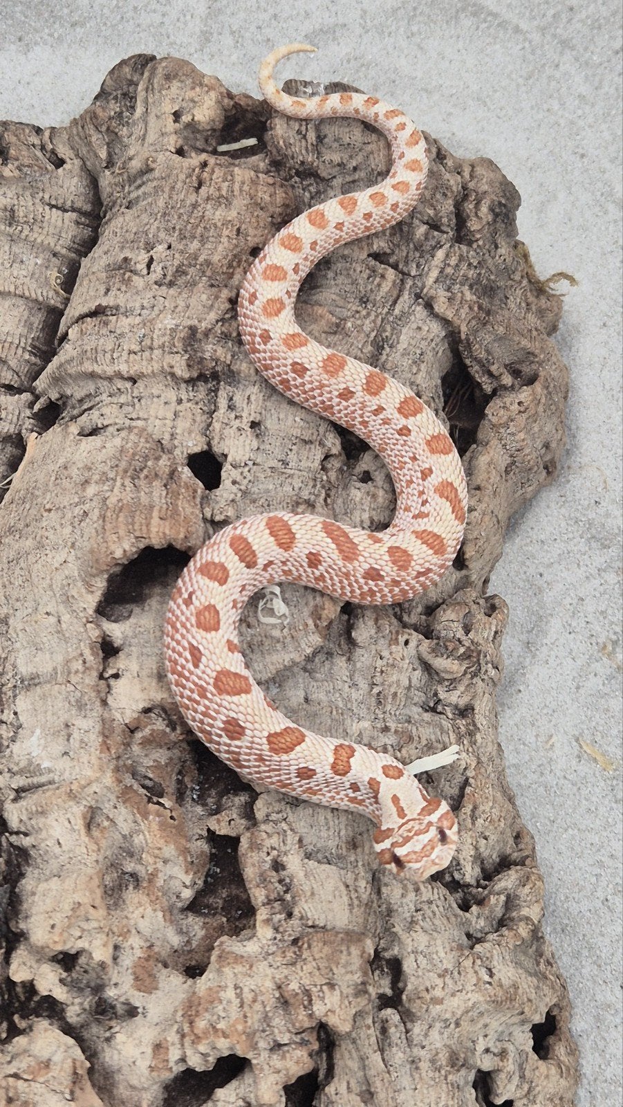 Haakneuslang red toffeebelly Hognose Snake photo 3