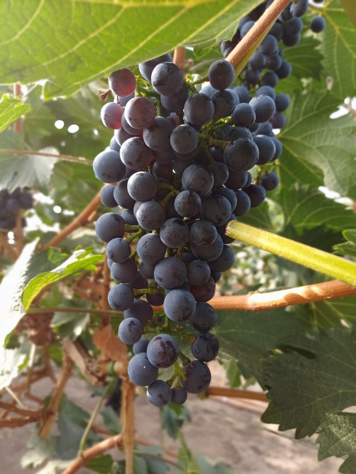 Tafeldruiven blauw, Ophalen of Verzenden, Minder dan 100 cm