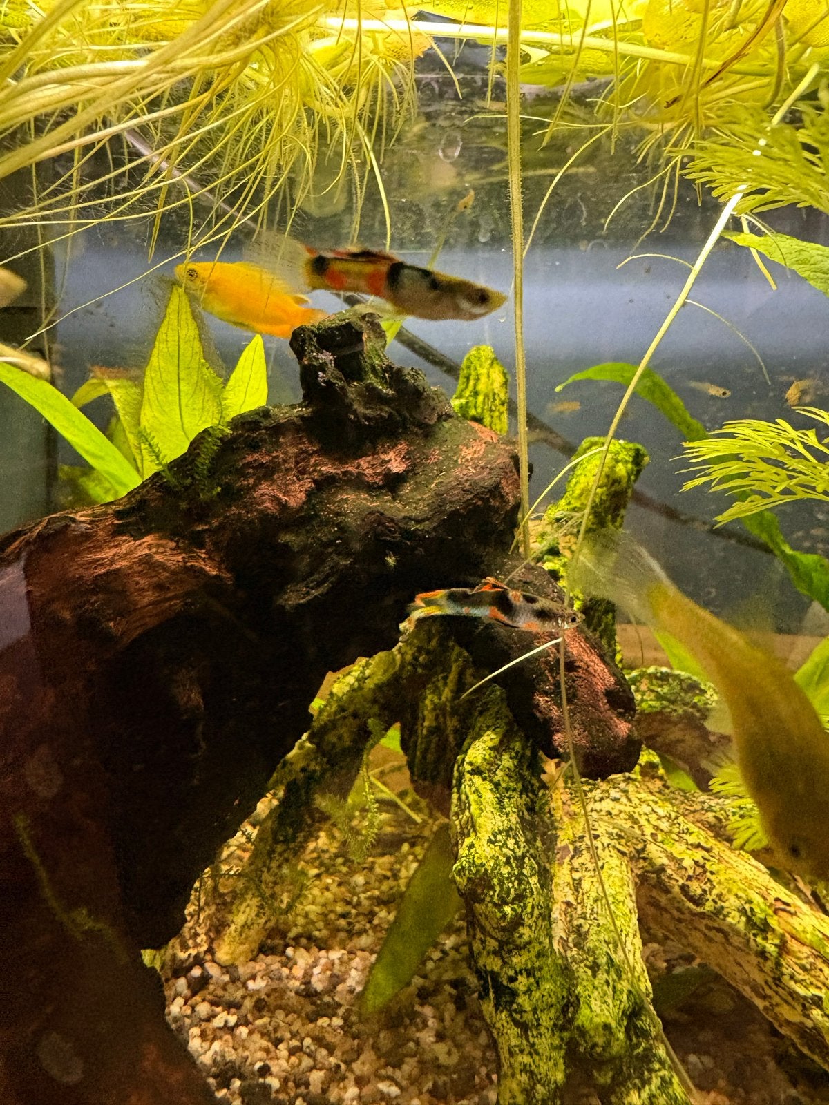 Endler guppen, Dieren en Toebehoren, Vissen | Aquariumvissen, Vis, Zoetwatervis