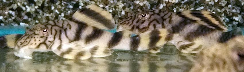 L-Nummers: L121 Peckoltia braueri, Dieren en Toebehoren, Vis, Zoetwatervis