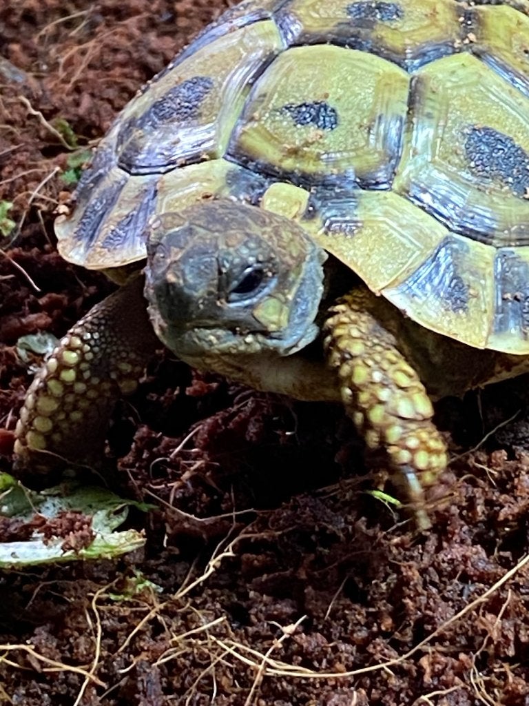 Griekse Landschildpadjes, Dieren en Toebehoren, Reptielen en Amfibieën, Schildpad, 0 tot 2 jaar