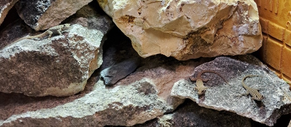 0.0.2 Atlas dag gekko's (Quedenfeldtia moerens), Dieren en Toebehoren, Reptielen en Amfibieën, Hagedis, 0 tot 2 jaar