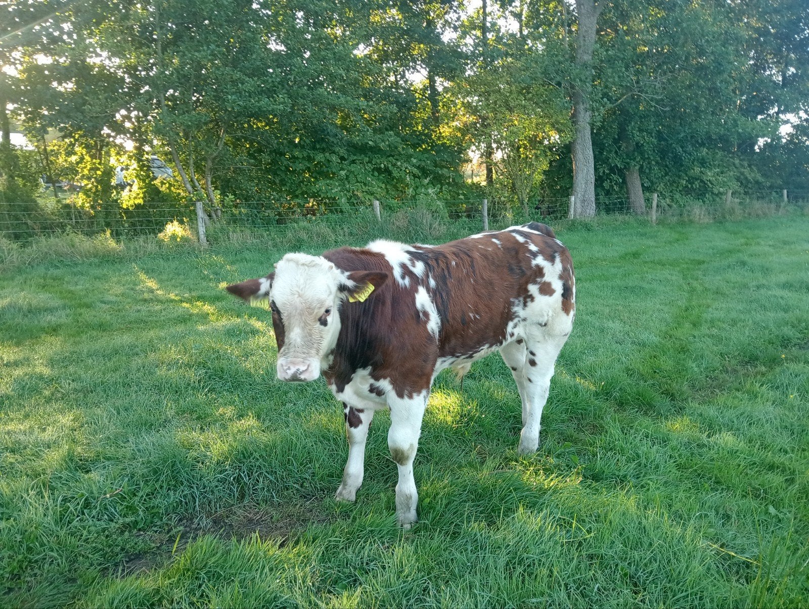 mooie dekstier en nog jonge stieren, Dieren en Toebehoren, Runderen, Mannelijk