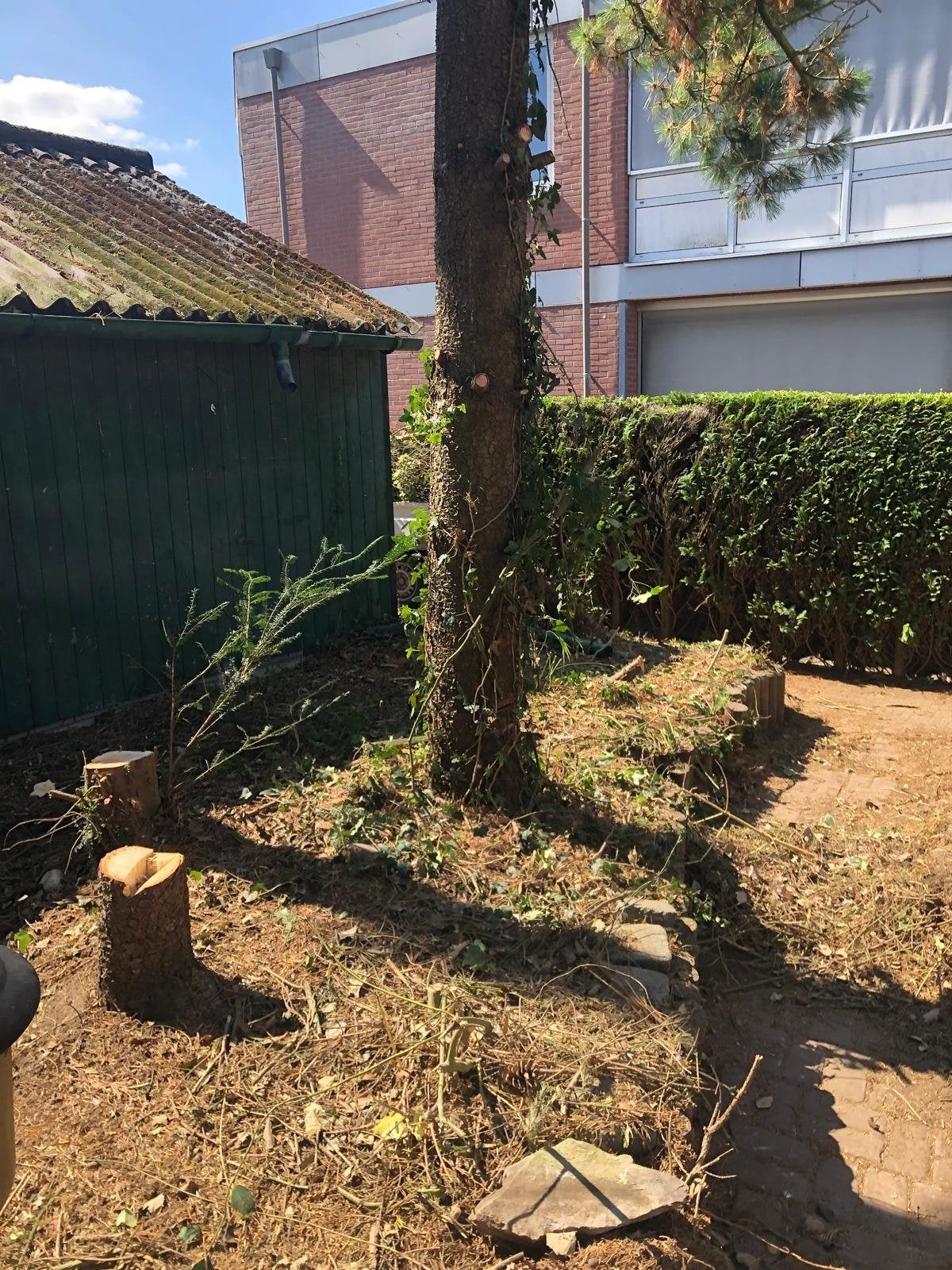 Boomstammen voor open haard en 3 bomen omzagen, Tuin en Terras, Haardhout, 3 tot 6 m³, Ophalen, Overige houtsoorten, Stammen