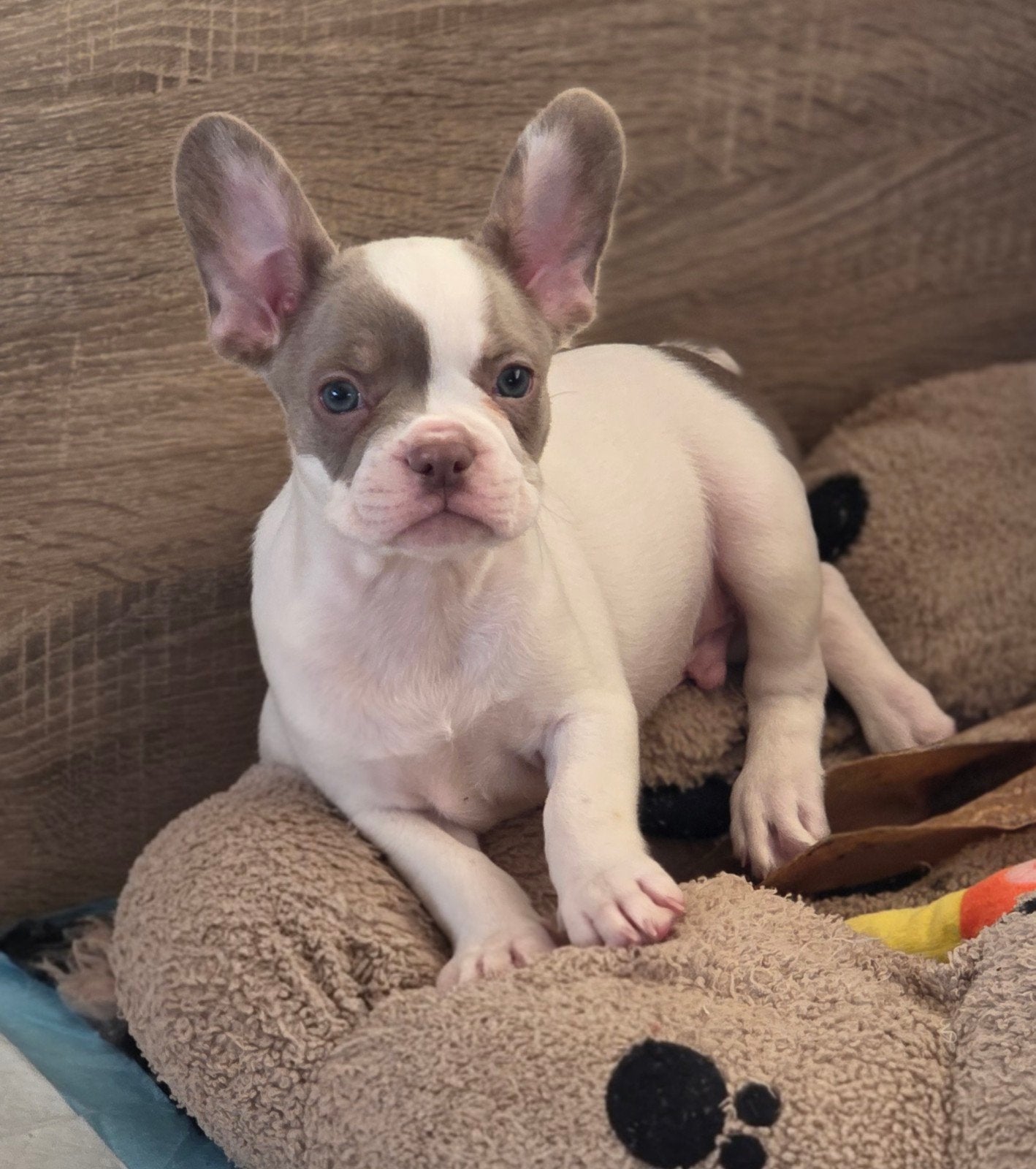 🥰 nog 2 Prachtige Franse Bulldog pups reutjes 🥰, Dieren en Toebehoren, CDV (hondenziekte), 8 tot 15 weken, Bulldog, Meerdere