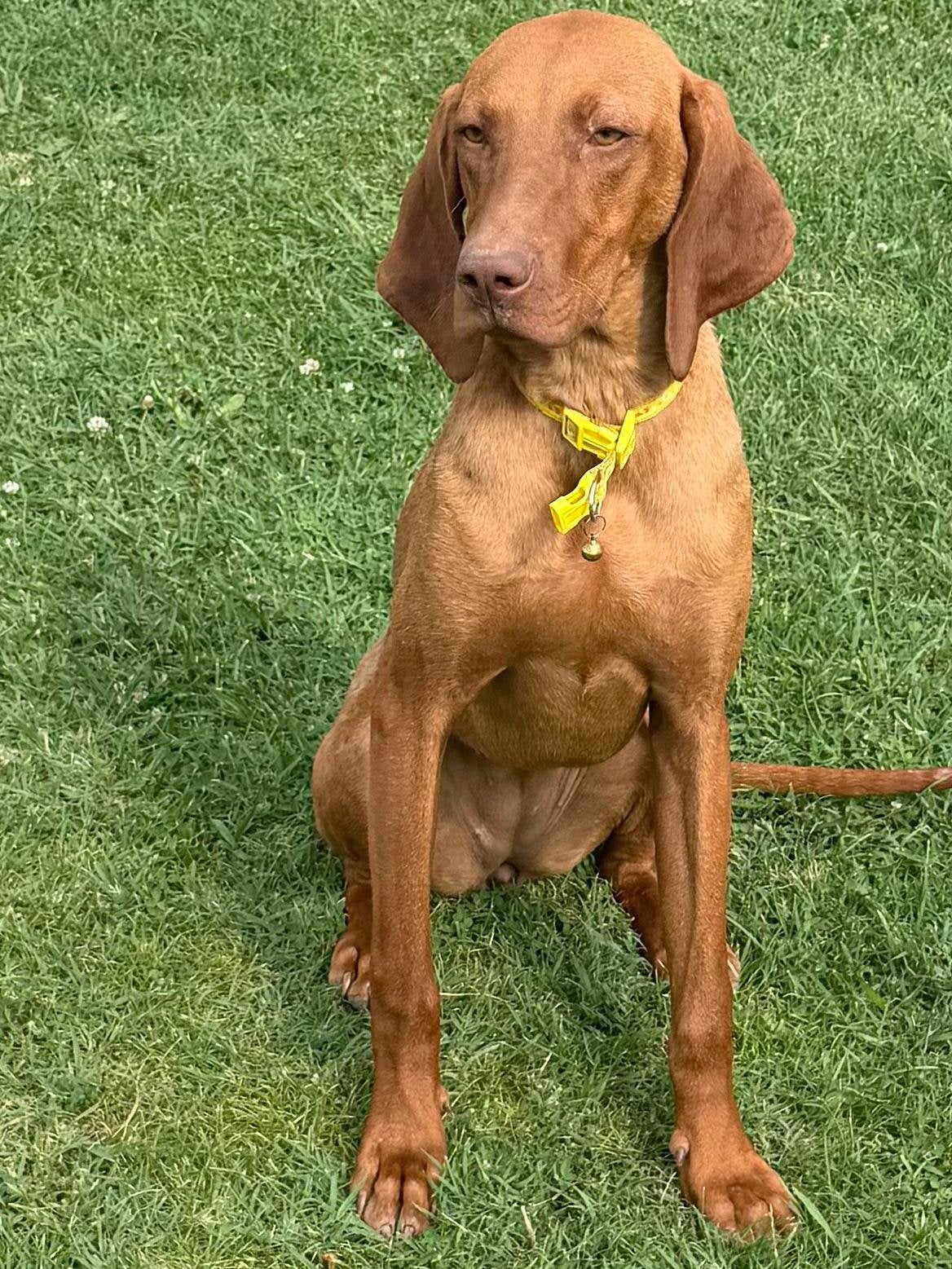Magyar viszla pup, Dieren en Toebehoren, Honden | Setters en Staande honden, 15 weken tot 1 jaar, Eén hond, Nederland, Particulier