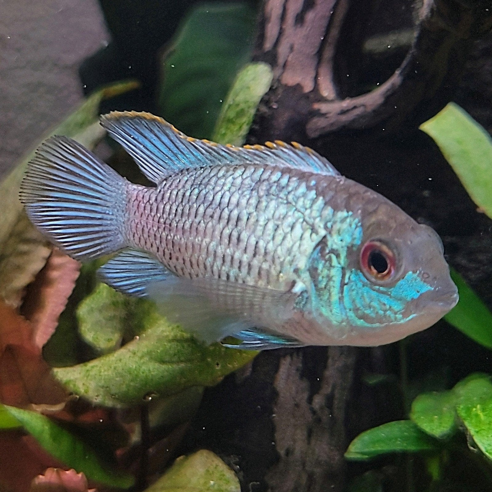 Electric blue acara vrouwtje, Dieren en Toebehoren, Vissen | Aquariumvissen, Vis, Zoetwatervis, Schoolvis