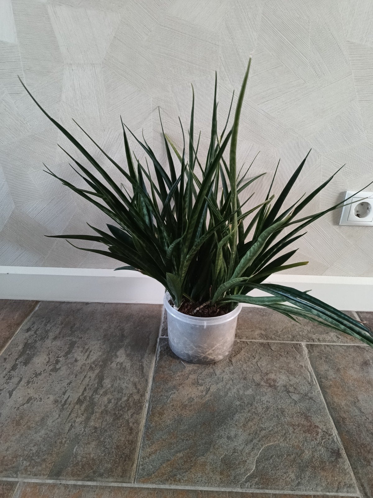 Studentenplant sanseveria met hele smalle bladeren, Huis en Inrichting, Kamerplanten, Ophalen of Verzenden, Halfschaduw, Minder dan 100 cm